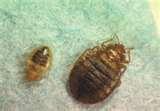 Bed Bugs Natural Treatment images