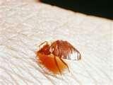 Amc Empire 25 Bed Bugs pictures