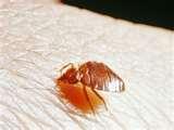 images of Amc Empire 25 Bed Bugs