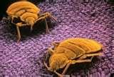 photos of Bed Bugs Questions And Answers