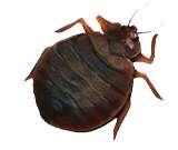 pictures of Bed Bugs Electronic Equipment