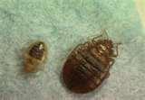 photos of Amc Empire 25 Bed Bugs