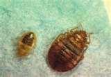 Amc Empire 25 Bed Bugs pictures