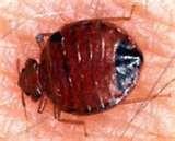 Amc Empire 25 Bed Bugs