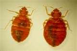 Bed Bugs Nightmare pictures