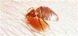 images of Bed Bugs Nightmare