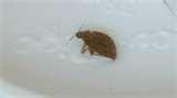 Bed Bugs Government Of Canada images