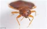 Bed Bugs Abroad images
