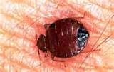 Bed Bugs Ace Hotel pictures