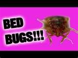 pictures of Bed Bugs Nightmare