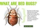 Bed Bugs Government Of Canada pictures
