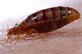 images of Bed Bugs Nightmare