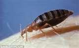 Bed Bugs Abroad pictures