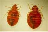 Bed Bugs Abroad pictures
