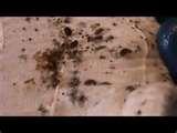 photos of Bed Bugs Nightmare
