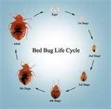 Bed Bugs Nightmare images