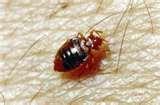images of Bed Bugs Ipm