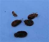 Bed Bugs Ace Hotel photos