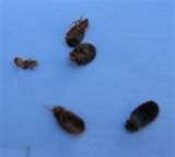 Bed Bugs Ace Hotel photos