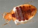 photos of Bed Bugs Government Of Canada