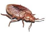 images of Bed Bugs 5th images of Bed Bugs 5th