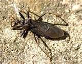 Bed Bugs Natural Predator