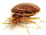 Bed Bugs Is Usa pictures