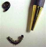 Bed Bugs Aquariums