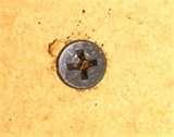 Bed Bugs 5th images Bed Bugs 5th images