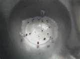 Hotel 71 Bed Bugs pictures