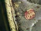 Bed Bugs Edmonton 2012 photos