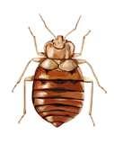 Can Bed Bugs Jump pictures