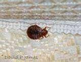photos of Bed Bugs What They Look Like photos of Bed Bugs What They Look Like