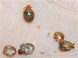 photos of Bed Bugs Edmonton 2012