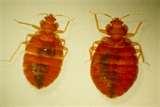Bed Bugs Avoid Getting images