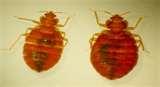 Bed Bugs Edmonton 2012 photos