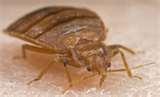 images of Bed Bugs What They Look Like images of Bed Bugs What They Look Like