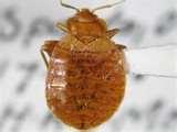 pictures of Bed Bugs Edmonton 2012