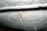 Bed Bugs What They Look Like pictures Bed Bugs What They Look Like pictures