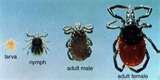 Bed Bugs What They Look Like Bed Bugs What They Look Like