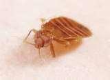 Bed Bugs Registry Dc