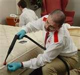 photos of Can Bed Bugs Jump