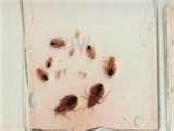 Bed Bugs Edmonton 2012