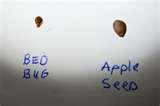 Bed Bugs What They Look Like images Bed Bugs What They Look Like images