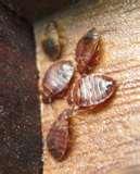 images of Bed Bugs Bb