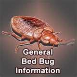 pictures of Bed Bugs Old Furniture