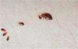 Bed Bugs Old Furniture photos