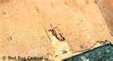 photos of Bed Bugs Old Furniture