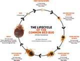 Bed Bugs Bb photos