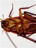 Bed Bugs Jane Hotel Bed Bugs Jane Hotel